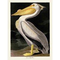 The Art Group John James Audubon (American White Pelican) 60x80cm Canvas