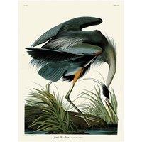 The Art Group John James Audubon (Great Blue Heron) 60x80cm Canvas