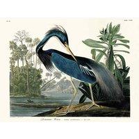 The Art Group John James Audubon (Louisiana Heron) 60x80cm Canvas