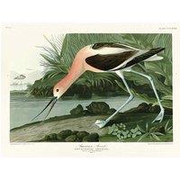 The Art Group John James Audubon (American Avocet) 60x80cm Canvas