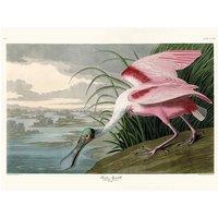 The Art Group John James Audubon (Roseate Spoonbill) 60x80cm Canvas