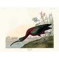 The Art Group John James Audubon (Glossy Ibis) 60x80cm Canvas