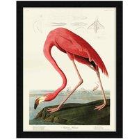 The Art Group John James Audubon (American Flamingo) - 60x80cm Framed Art