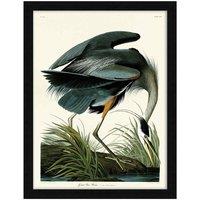 The Art Group John James Audubon (Great Blue Heron) - 60x80cm Framed Art