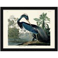 The Art Group John James Audubon (Louisiana Heron) - 60x80cm Framed Art