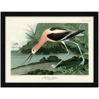 The Art Group John James Audubon (American Avocet) - 60x80cm Framed Art