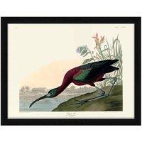 The Art Group John James Audubon (Glossy Ibis) - 60x80cm Framed Art