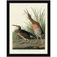 The Art Group John James Audubon (Salt Water Marsh Hen) 60x80cm Fraed Art