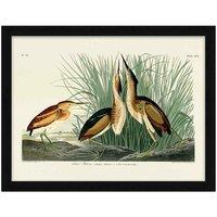 The Art Group John James Audubon (Least Bittern) 60x80cm Framed Art