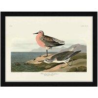 The Art Group John James Audubon (Red-breasted Sandpiper) 60x80cm Framed Art