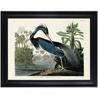 The Art Group John James Audubon (Louisiana Heron) 60x80cm Framed Canvas