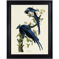 The Art Group John James Audubon (Columbia Jay) 60x80cm Framed Canvas