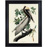 The Art Group John James Audubon (Brown Pelican) 60x80cm Framed Canvas