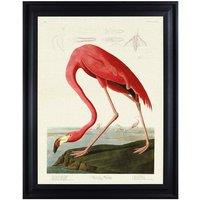 The Art Group John James Audubon (American Flamingo) 60x80cm Framed Canvas
