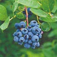 Thompson & Morgan 1 x Blueberry (vaccinium) Darrow 3 Litre Pot (height 30-40cm), Blue
