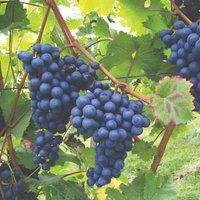 Thompson & Morgan 1 x Grape (vitis) Dornfelder 4.5 Litre Pot