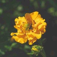 Thompson & Morgan 3 x Geum Lady Stratheden 9cm Pot