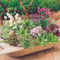 Thompson & Morgan 10 x Lucky Dip Alpine 9cm Pot, Multi