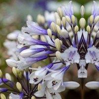 Thompson & Morgan 1 x Agapanthus Ever Sparkle 9cm Pot