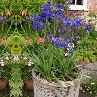 Thompson & Morgan 1 x Agapanthus Flower Of Love 9cm Pot