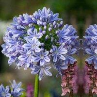 Thompson & Morgan 1 x Agapanthus Full Moon 9cm Pot