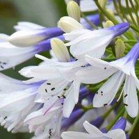 Thompson & Morgan 1 x Agapanthus Twister 9cm Pot
