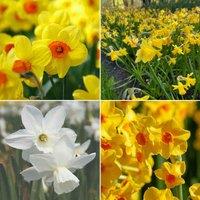 Thompson & Morgan 120 x Daffodil (narcissus) Dwarf Collection Bulbs