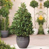 Thompson & Morgan 1 x Bay 'Pyramid' 20cm Potted Plant, Green
