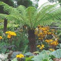 Thompson & Morgan 1 x Australian Tree Fern 2L Potted Plant, Green
