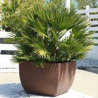 Thompson & Morgan 2 x Chamaerops humilis 'Vulcano' 15cm Pot, Green