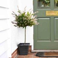 Thompson & Morgan 2 x Salix Flamingo 17cm Pot, Multi