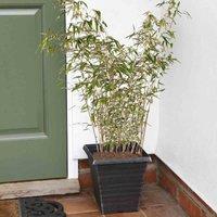 Thompson & Morgan 2 x Bamboo 'Fargesia Rufa' Pot + Pot, Green