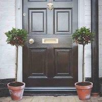 Thompson & Morgan 2 x Ilex (Holly) Blue Maid 2L Pot, Green
