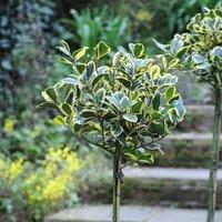 Thompson & Morgan 2 x Ilex (Holly) Golden King Standard 17cm Pot, Green