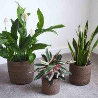 Garden Gear Chia Seagrass Indoor Planter Basket (Set of 3), Brown