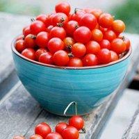 Thompson & Morgan Tomato Bite Size 1 Seed Packet(6 Seeds), Red