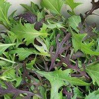 Thompson & Morgan Lettuce Four Colour Mizuna Mixed 1 Seed Packet, Green