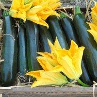 Thompson & Morgan Courgette British Summertime F1 Hybrid 1 Seed Packet (6 Seeds), Green