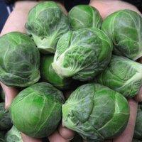 Thompson & Morgan Brussels Sprout Marte F1 1 Seed Packet (20 Seeds), Green