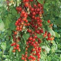 Thompson & Morgan Tomato Sweet Million F1 Hybrid 1 Seed Packet, Red