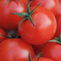 Thompson & Morgan Tomato Gardeners Delight 1 Seed Packet (50 Seeds), Red