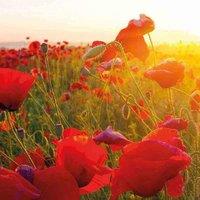 Thompson & Morgan Wildflower Corn Poppy Flanders 1 Seed Packet (2000 Seeds), Red