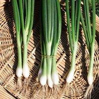 Thompson & Morgan Organic Spring Onion White Lisbon 1 Seed Packet (400 Seeds), Green