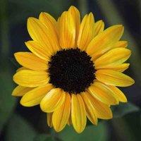 Thompson & Morgan Sunflower Tanja F1 1 Packet (10 Seeds), Yellow