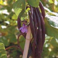 Thompson & Morgan Climbing Bean Blauhilde 1 Seed Packet (70 Seeds), Purple
