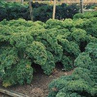 Thompson & Morgan Kale Dwarf Green Curled 1 Seed Packet, Green