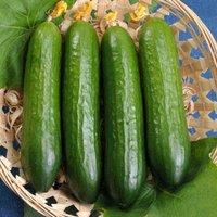 Thompson & Morgan Cucumber Merlin F1 1 Seed Packet, Green