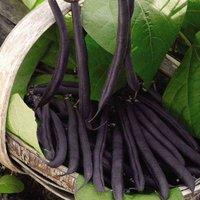 Thompson & Morgan Dwarf Bush Bean Purple Teepee 1 Seed Packet, Black