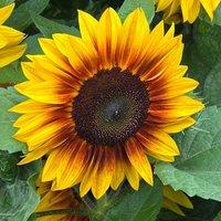 Thompson & Morgan Sunflower Orange Mahogany F1 1 Seed Packet, Yellow