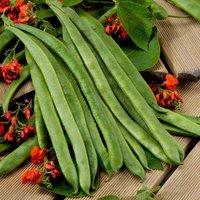 Thompson & Morgan Runner Bean Scarlet Empire 1 Seed Packet (30 Seeds), Green